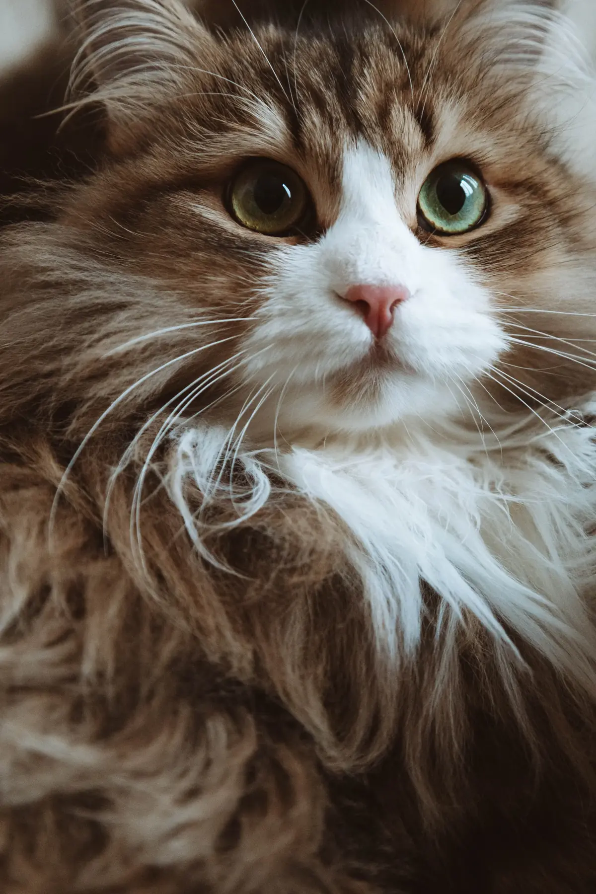 Siberian cat portrait with rounded face, large round green eyes and dense triple coat