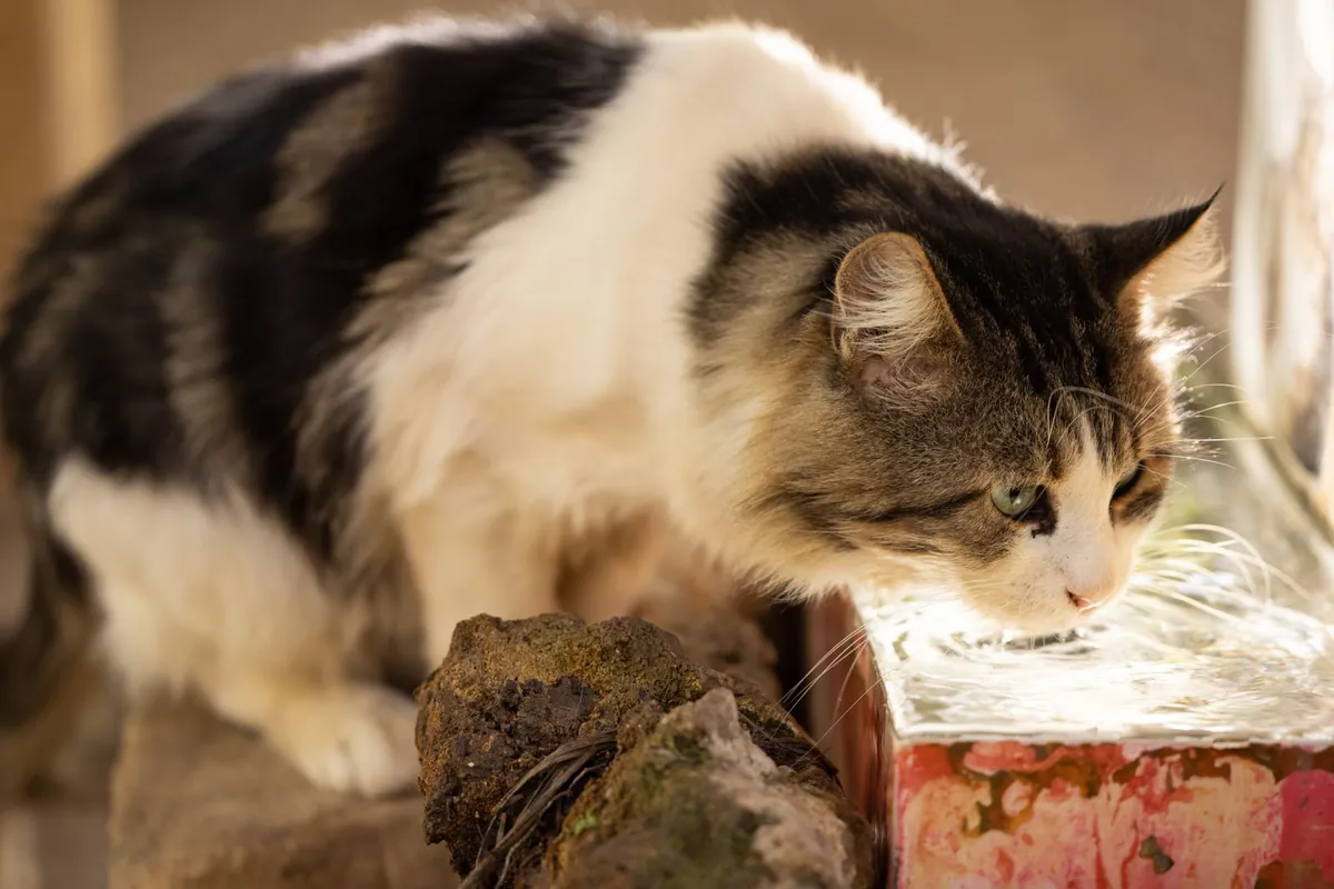 Close-up of a long-haired tabby-and-white cat lapping water from an outdoor fountain