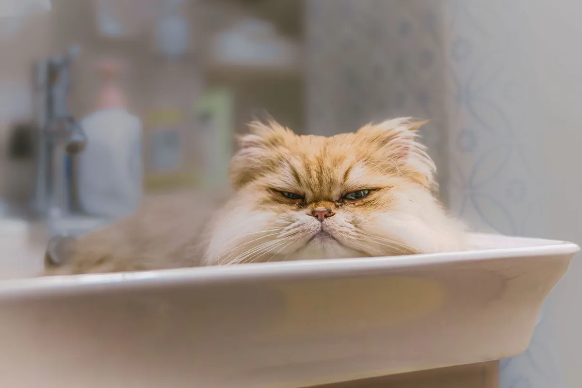 Fluffy cream Persian cat lounging in a white bathroom sink