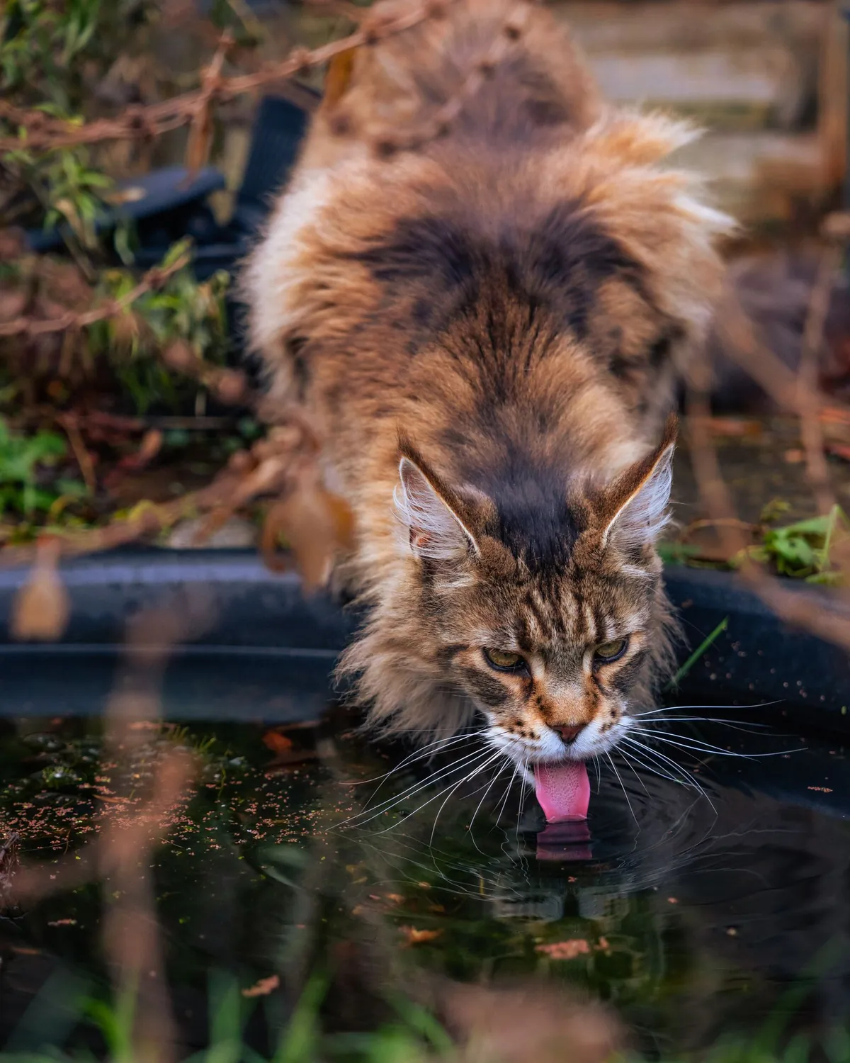 Brown tabby Maine Coon with ear tufts lapping water from a garden pond, tongue touching the surface