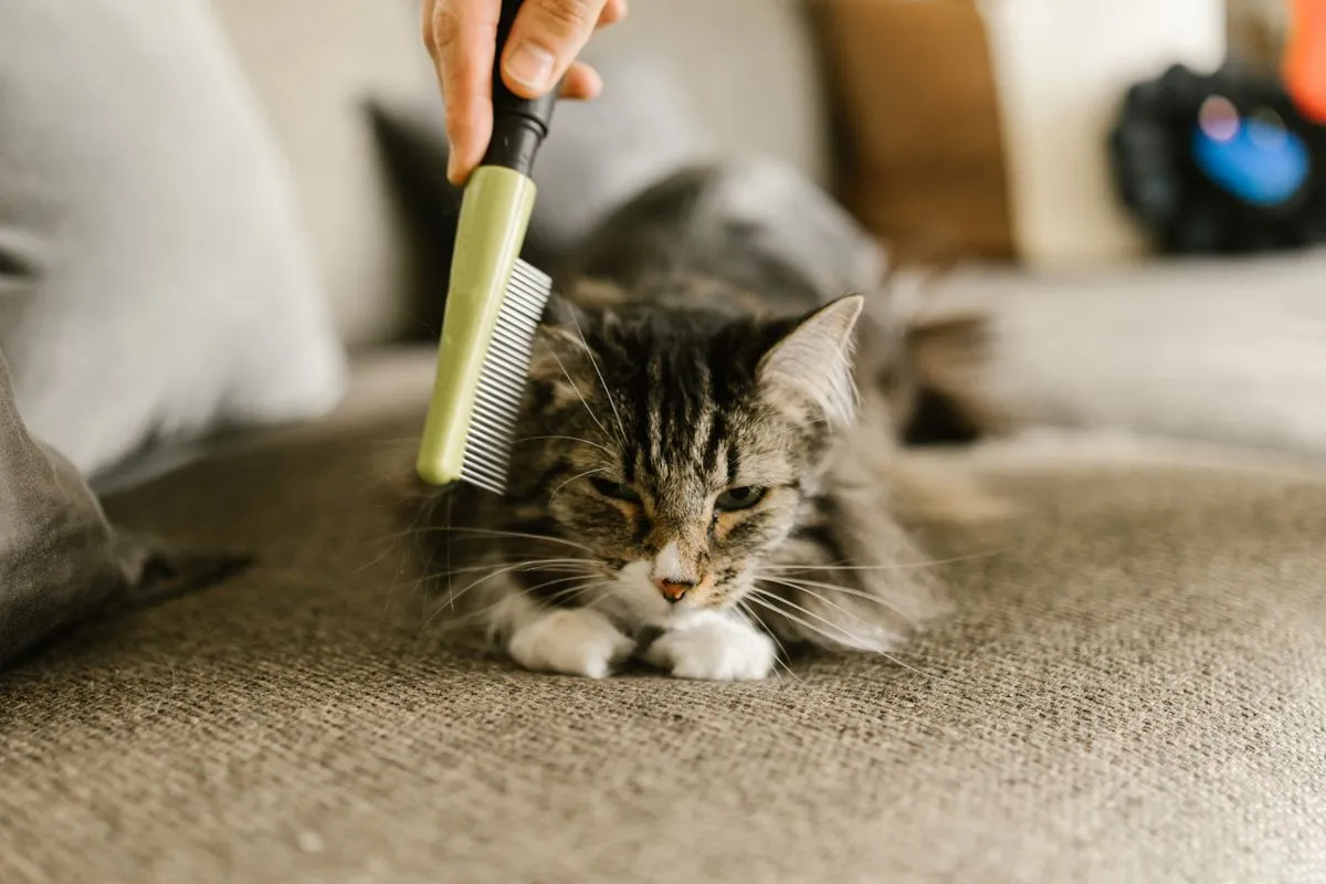 Owner gently brushing a long-haired cat with a wide-tooth metal comb