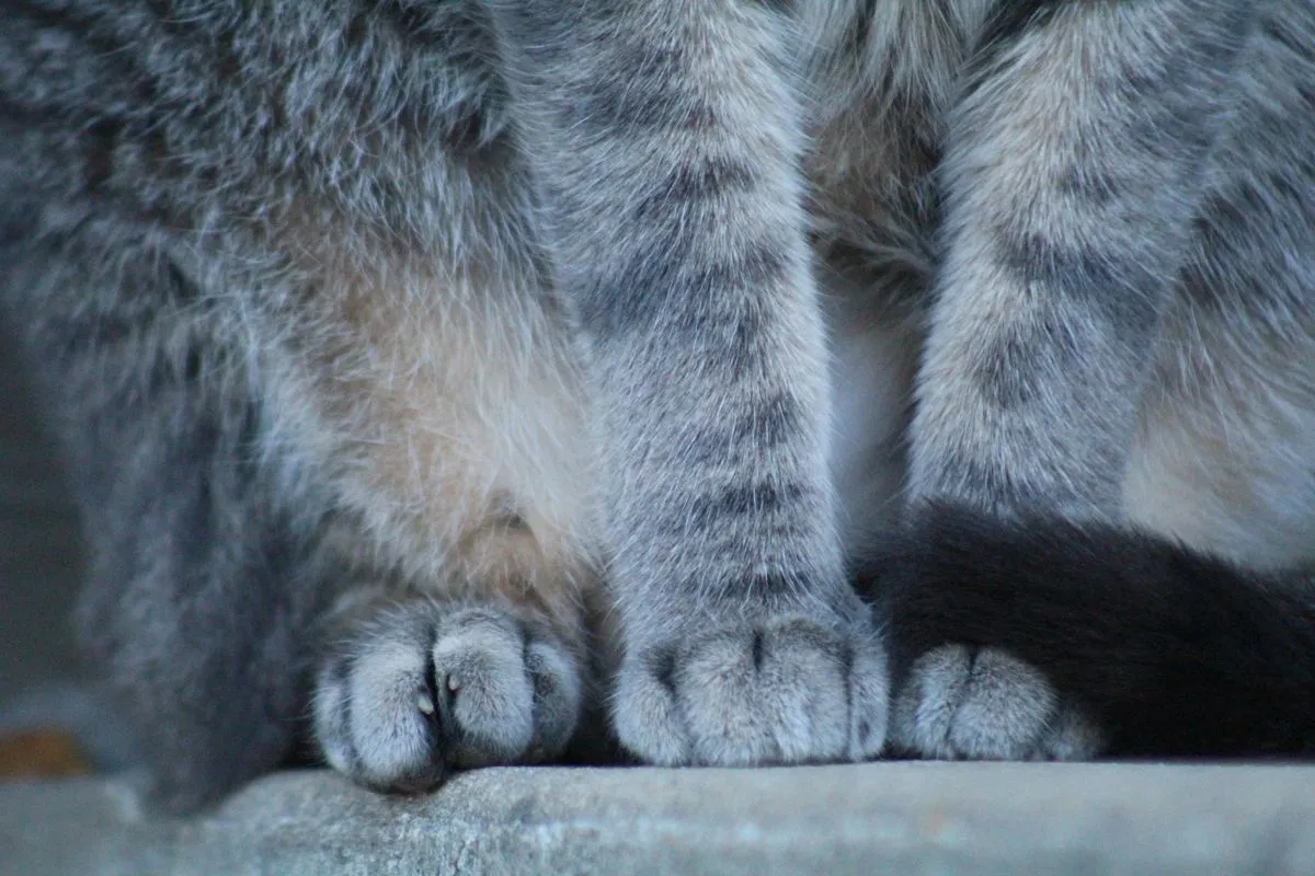 Close-up of a fluffy grey cat's large paws with furry toe tufts