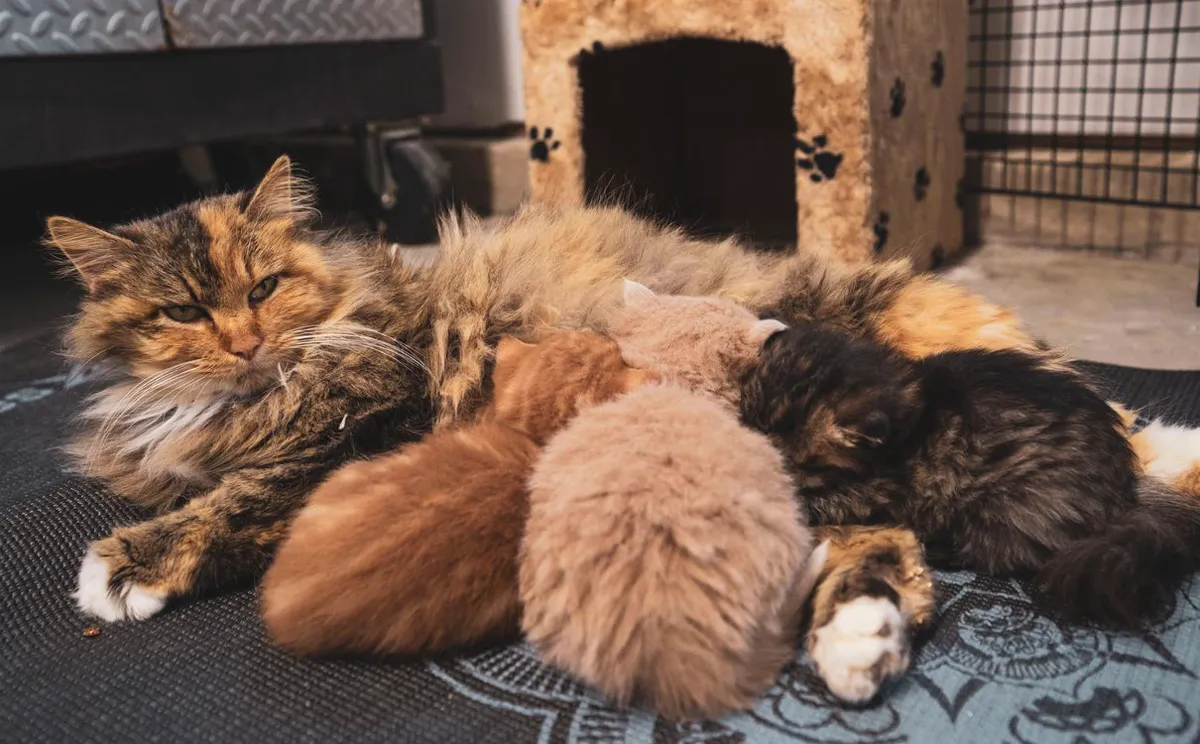 A long-haired tortoiseshell mother cat nursing her kittens on a blanket
