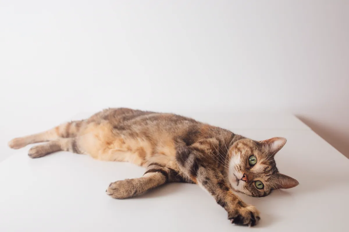 Close-up of a torbie cat's flank showing tabby stripes inside dark and ginger fur patches