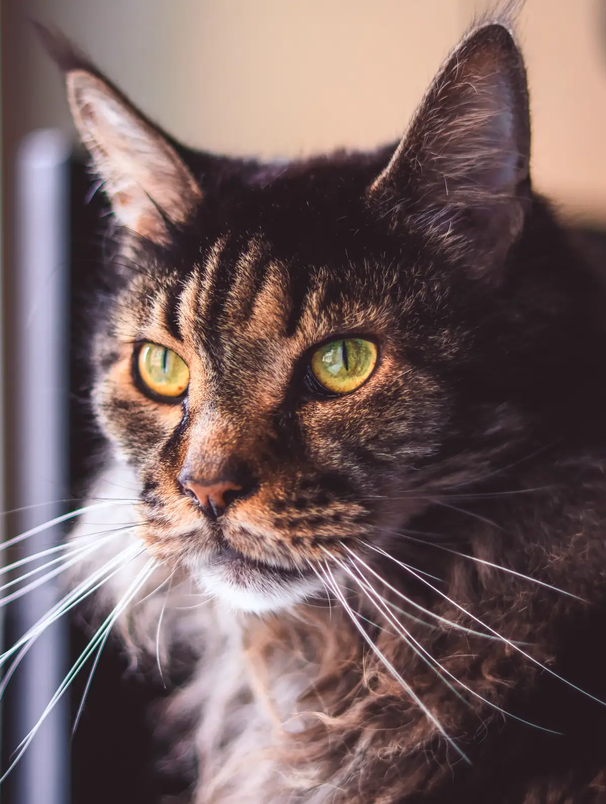 Close portrait of a torbie Maine Coon with green eyes and ears forward, looking at the camera