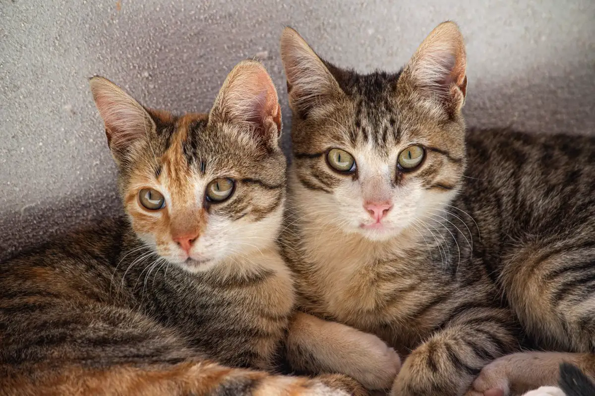 A young tortoiseshell tabby cat sitting next to a brown tabby cat for comparison