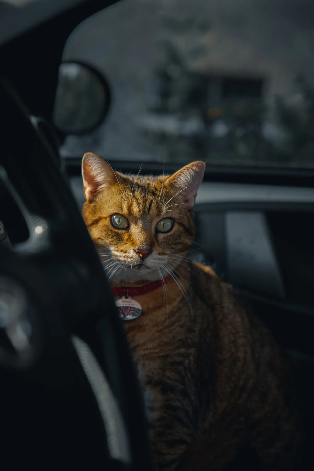 An orange tabby cat wearing a red collar sitting inside a car