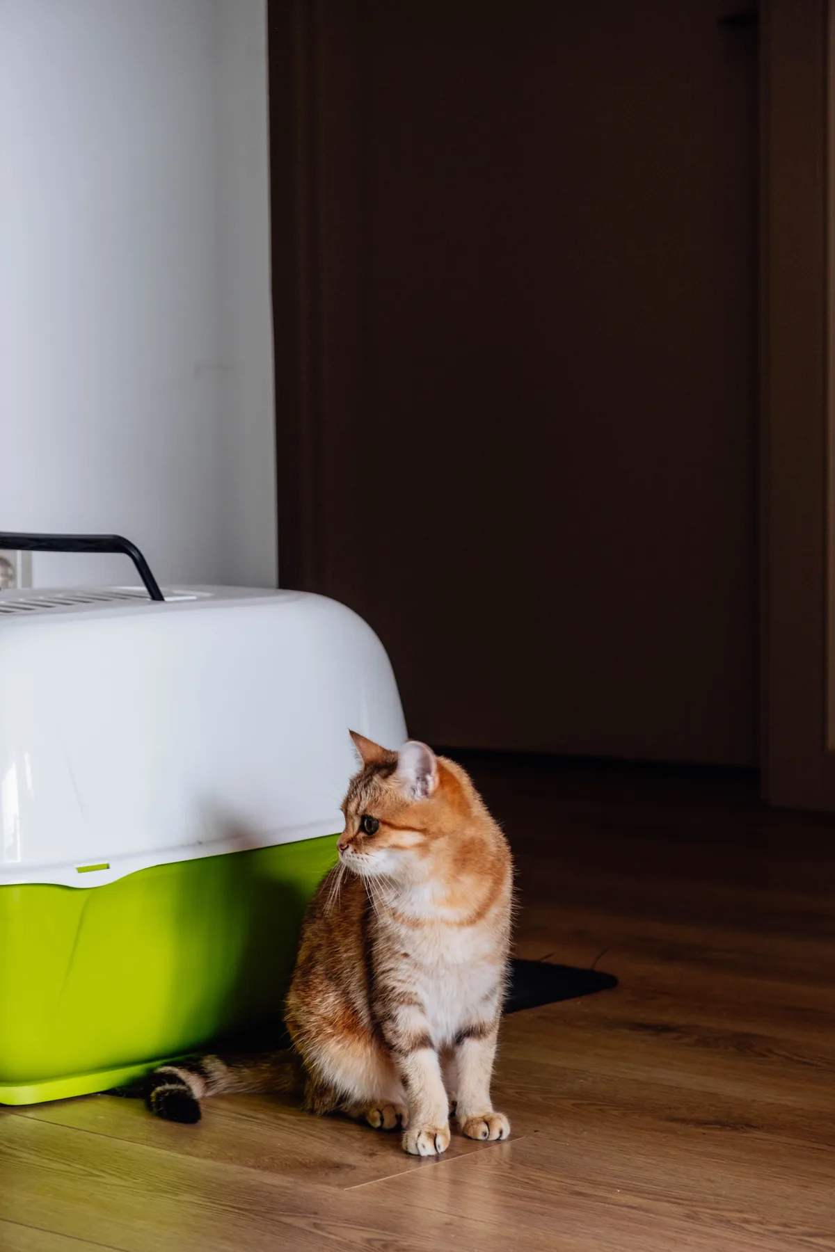 A small orange tabby cat sitting beside a large hard-sided pet carrier on a wooden floor