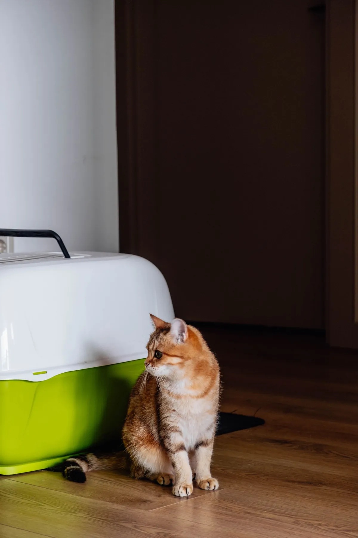 A ginger cat sitting on a wooden floor beside a green and white pet carrier at home