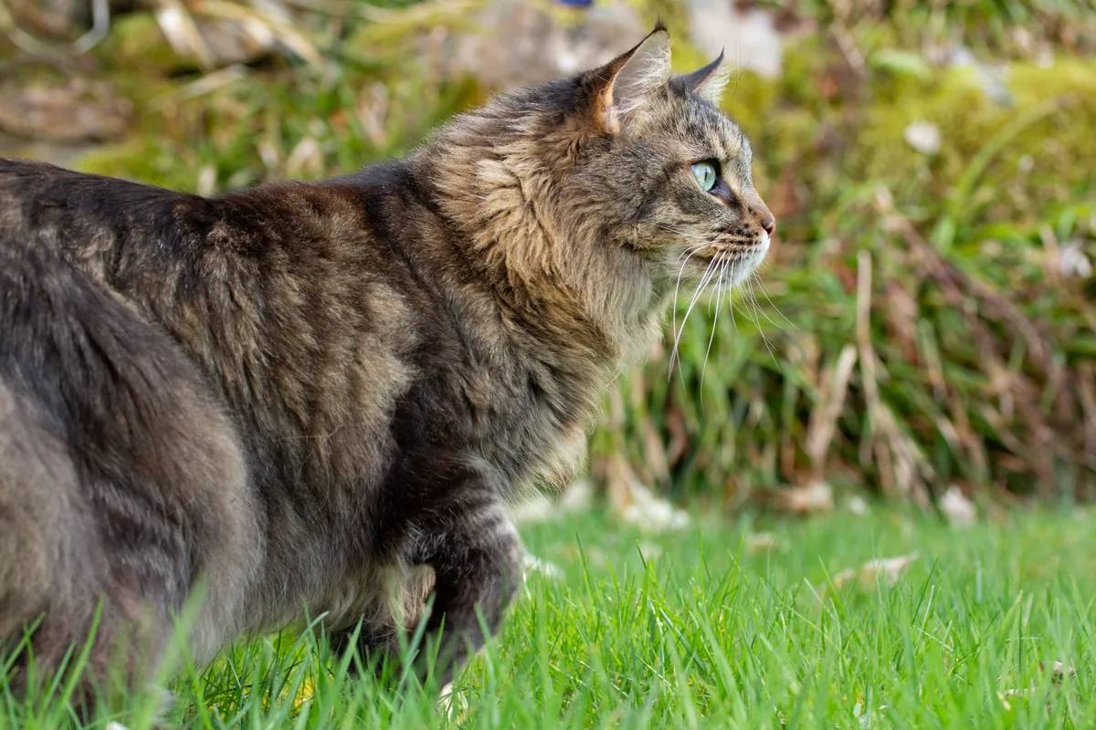 A long-haired brown tabby Maine Coon walking on green grass outdoors