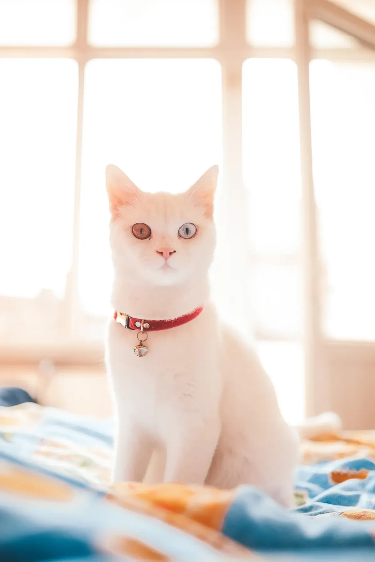 White cat wearing a red collar with a small bell, looking at the camera indoors.