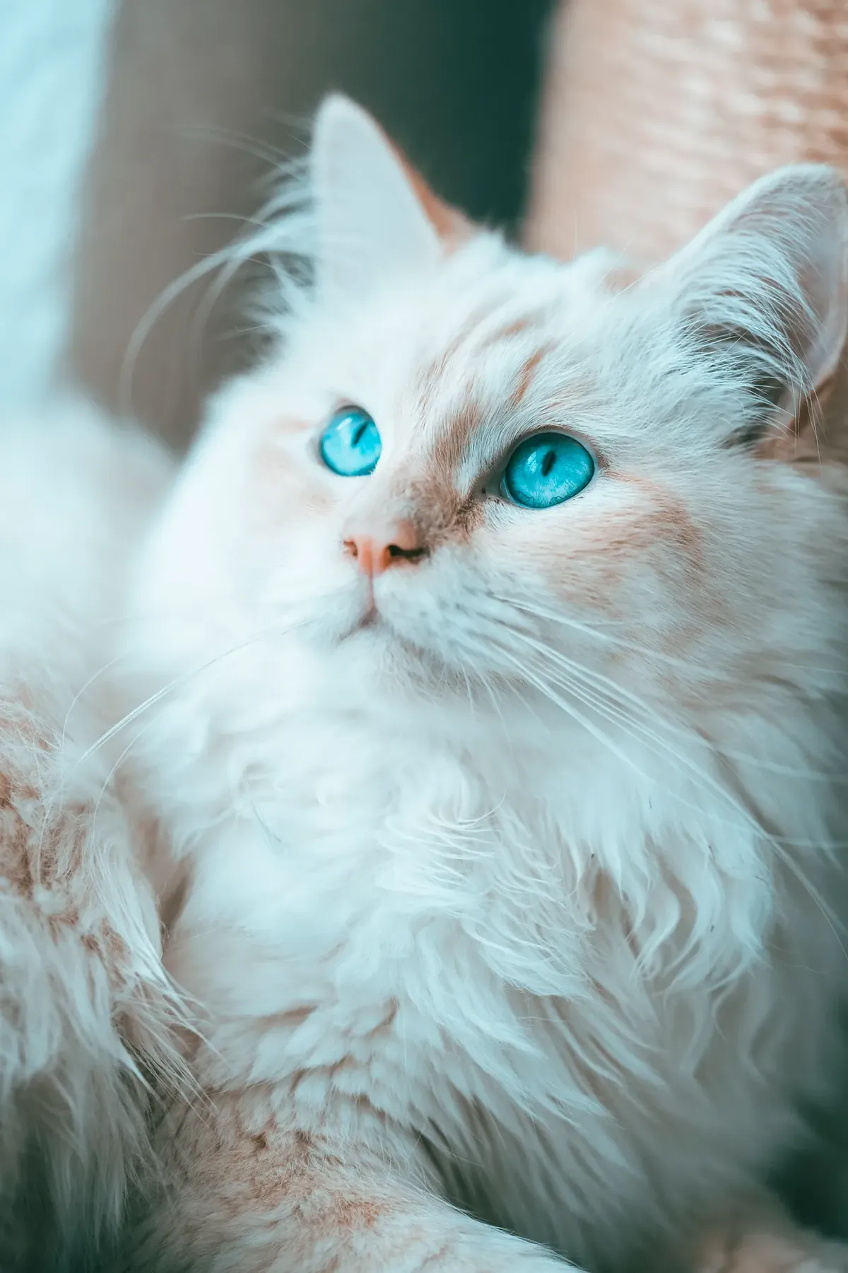 Close-up of a white long-haired cat's face showing pink nose leather and bright blue eyes.