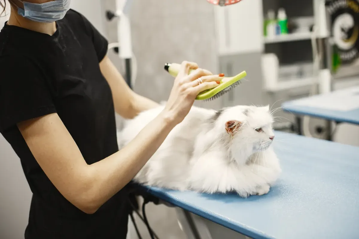 A white long-haired cat being brushed with a slicker brush.