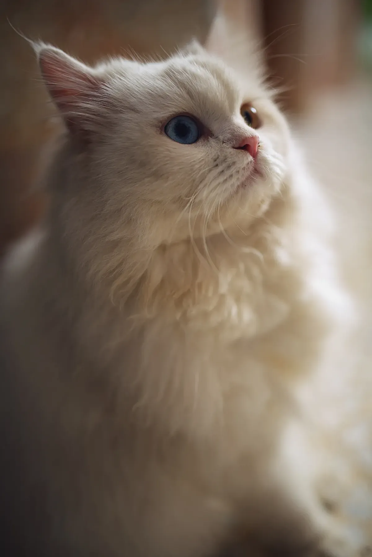Side-profile portrait of a long-haired white cat with heterochromia, one blue eye and one amber eye, and a pink nose.