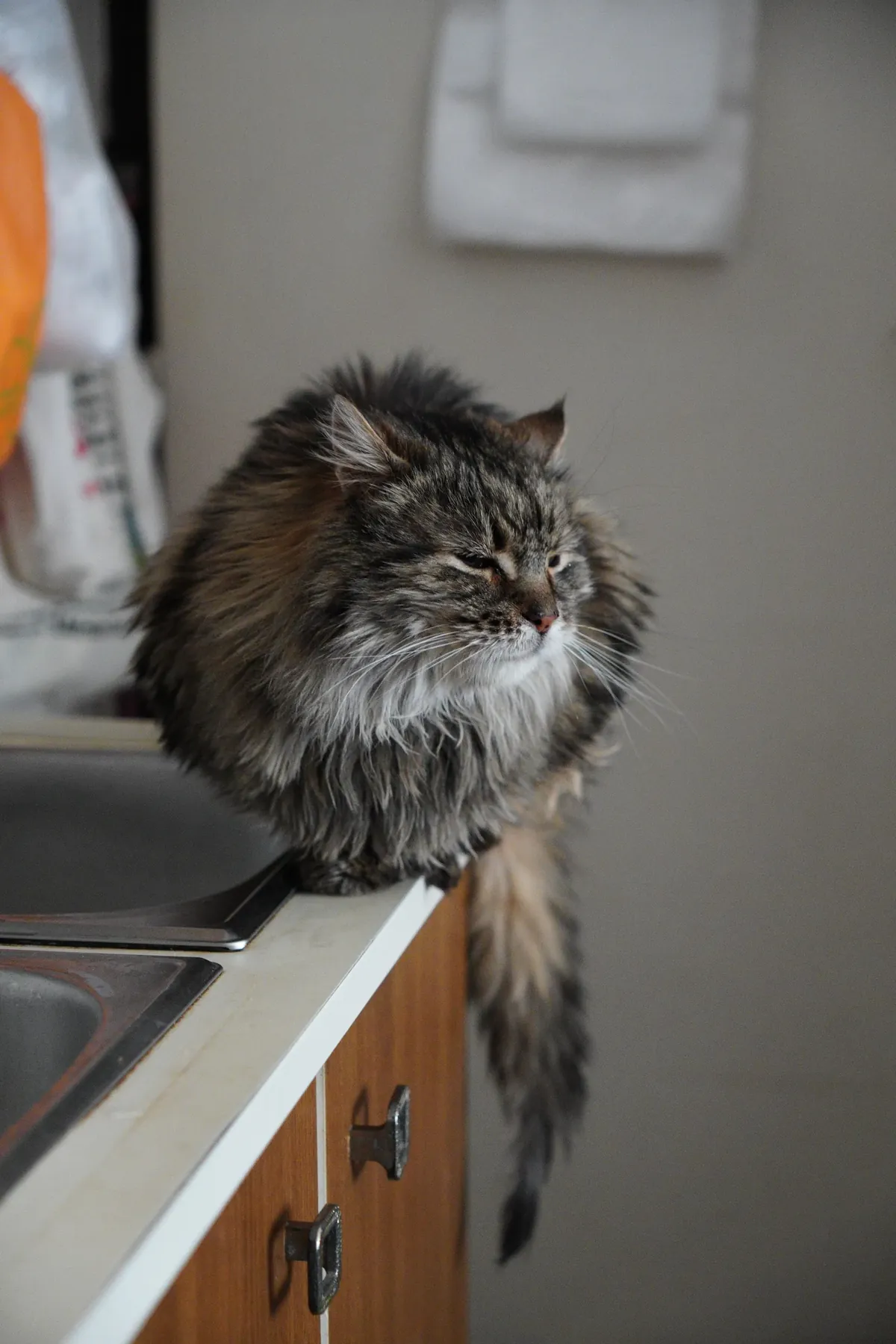 Fluffy long-haired brown tabby cat perched on a kitchen counter, watching the room