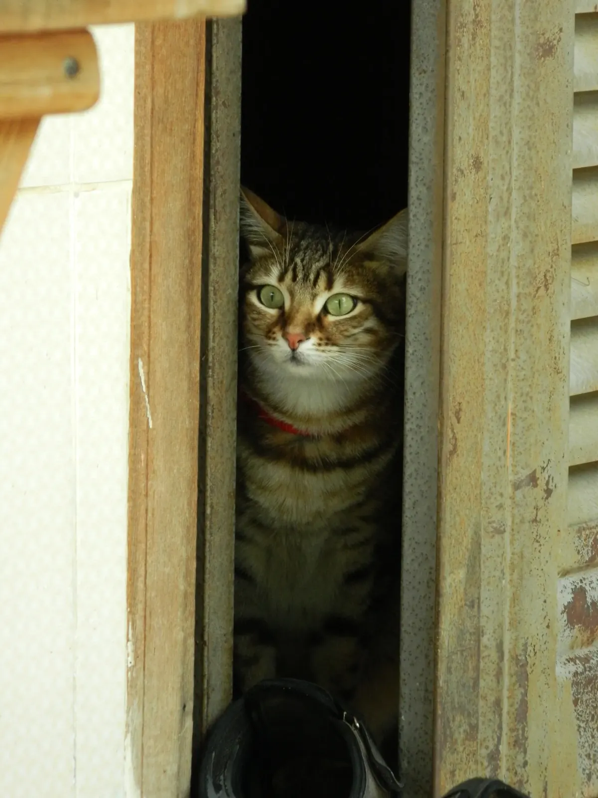 Tabby cat peering through the gap of a partly open wooden door, staring at the camera