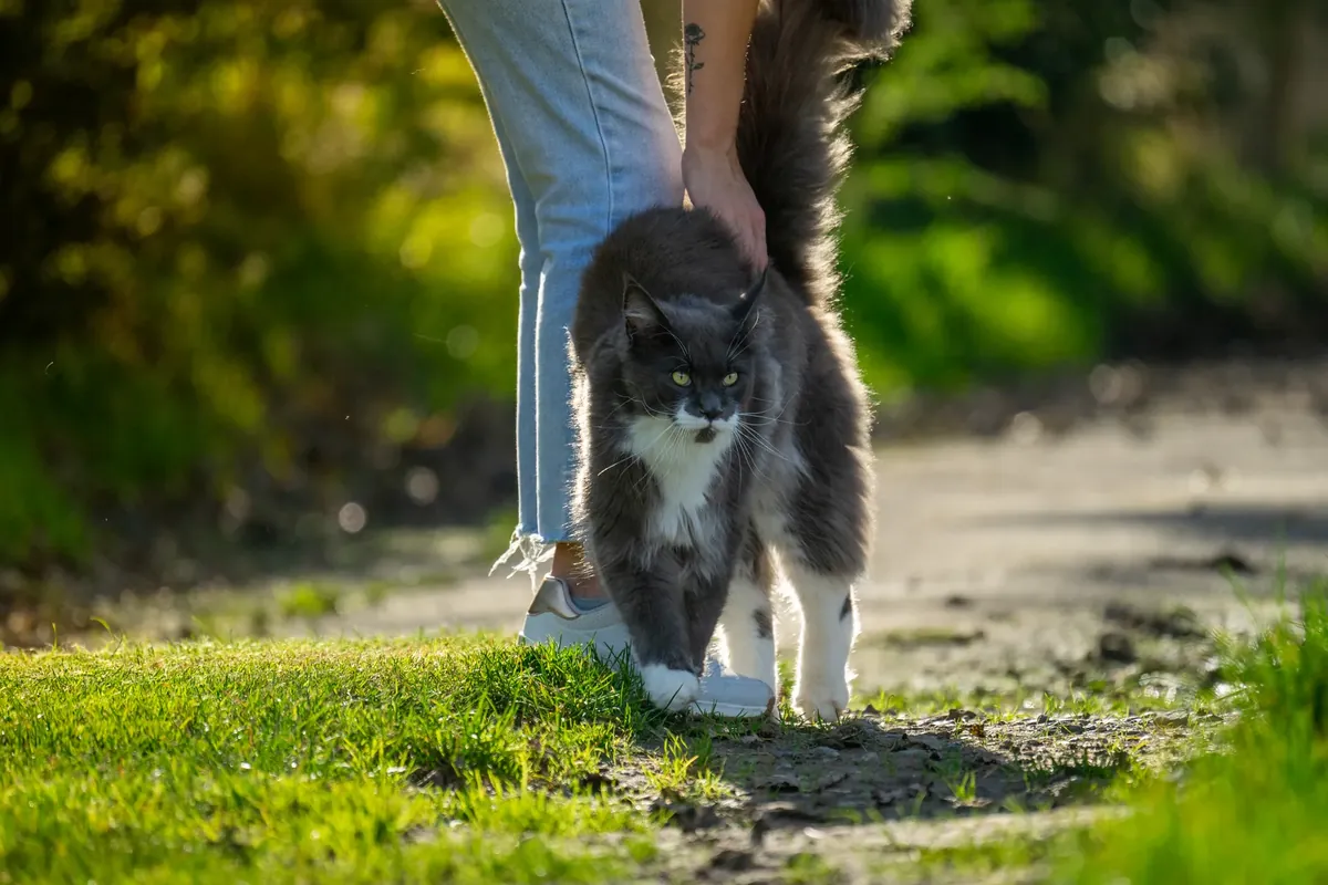 Grey-and-white Maine Coon walking close beside its owner's legs on a sunny path
