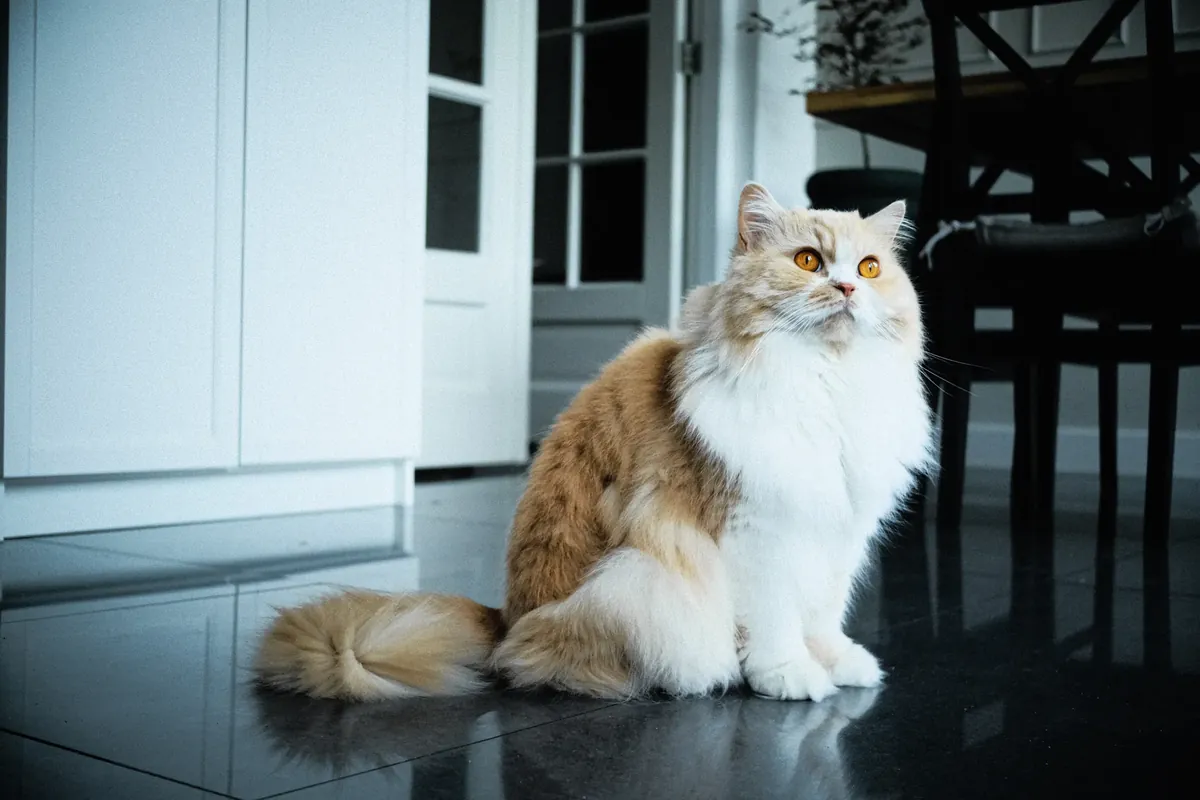Fluffy ginger-and-white cat sitting alertly by glass-panelled interior doors indoors