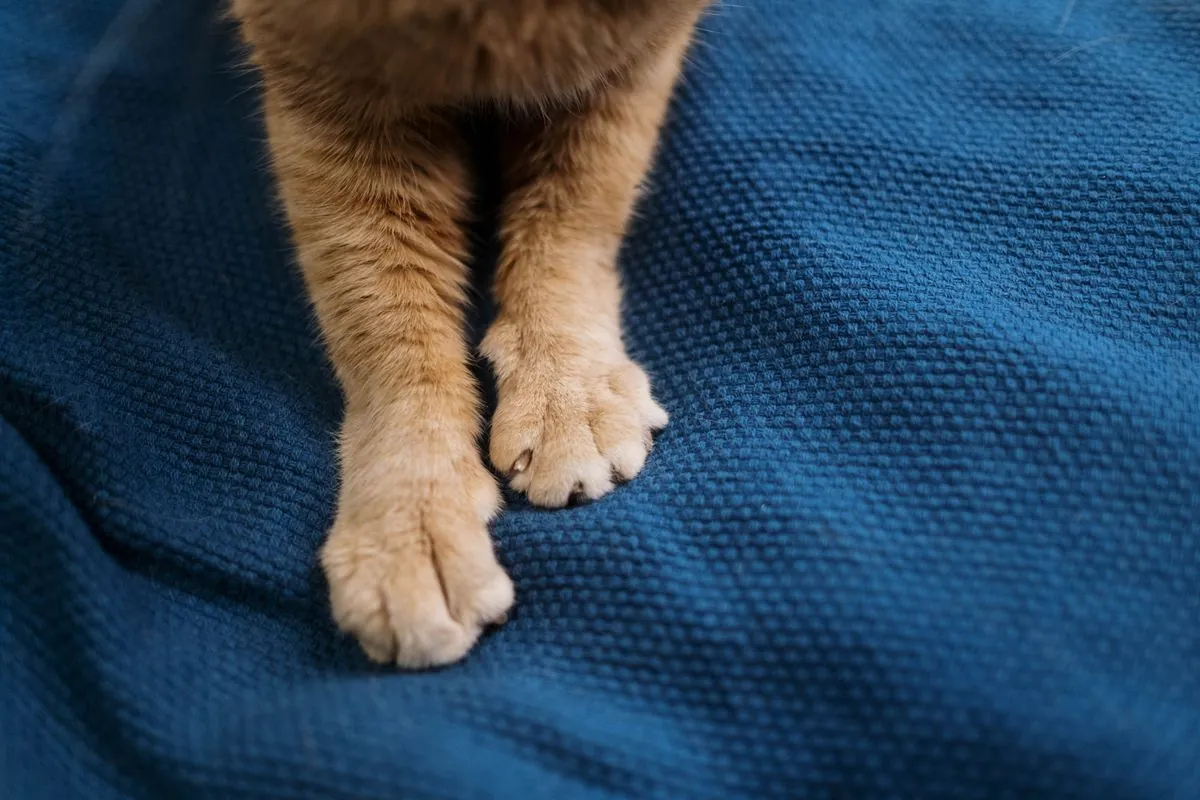 Close-up of a ginger cat's front paws pressing into a textured blue blanket