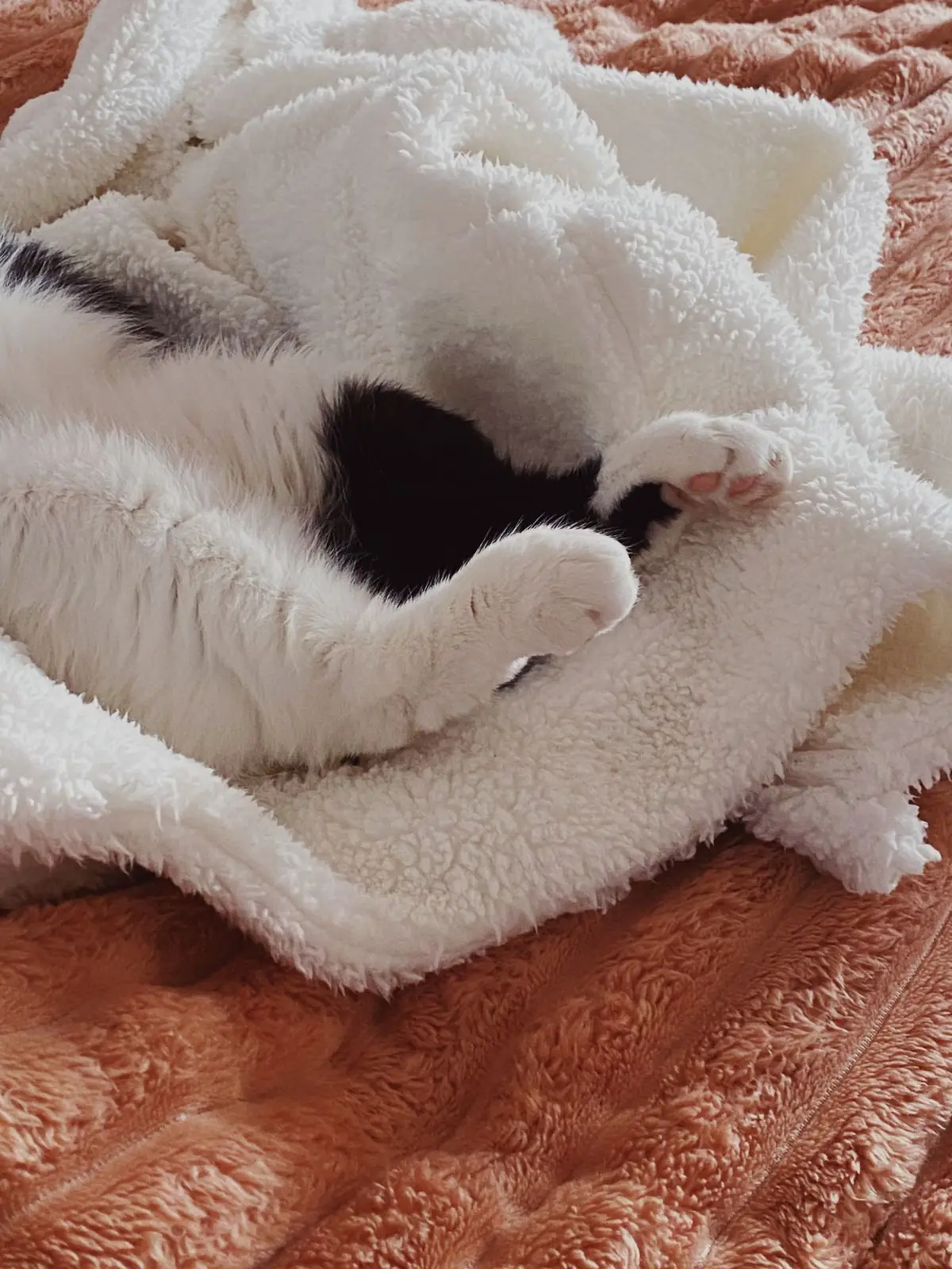 A black and white cat nestled in a soft fluffy blanket with its paws tucked, resting